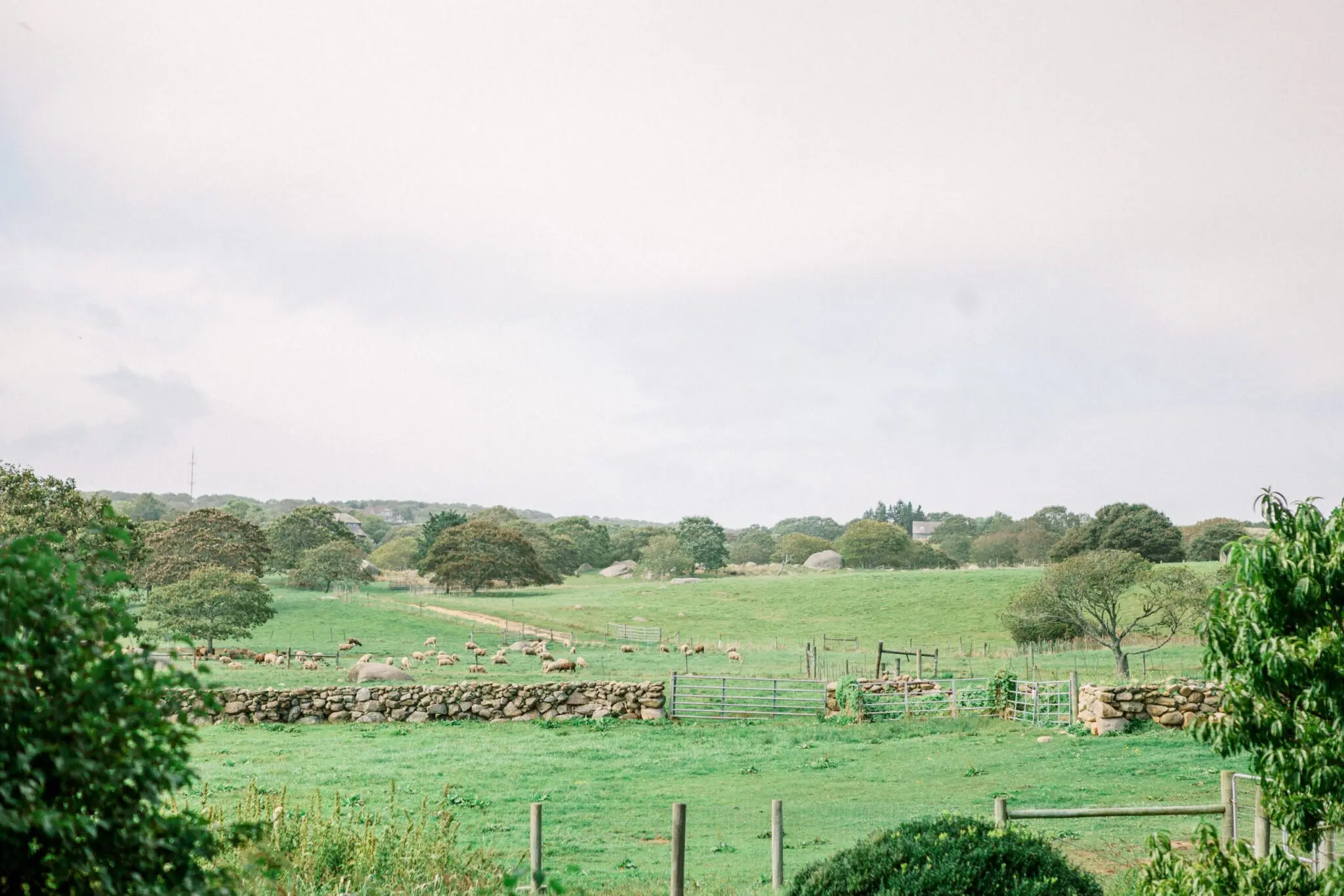 Kelly Dillon Wedding Photographer KellyDillonPhotographyTheAllenSheepFarmMarthasVineyardWeddingPhotogapherCapeCodWeddingPhotography5 scaled