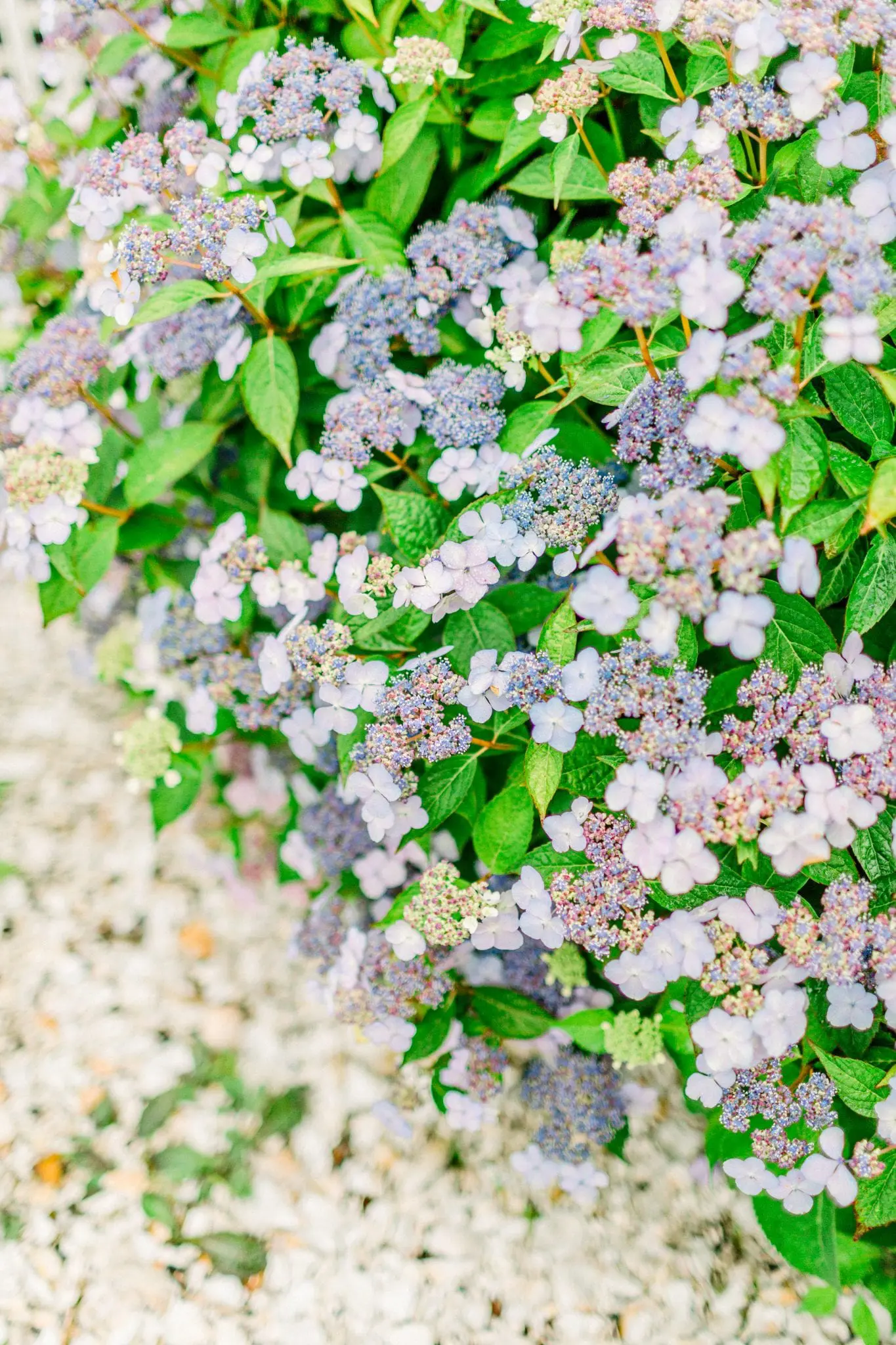 Kelly Dillon Wedding Photographer KellyDillonPhotography42 2 scaled