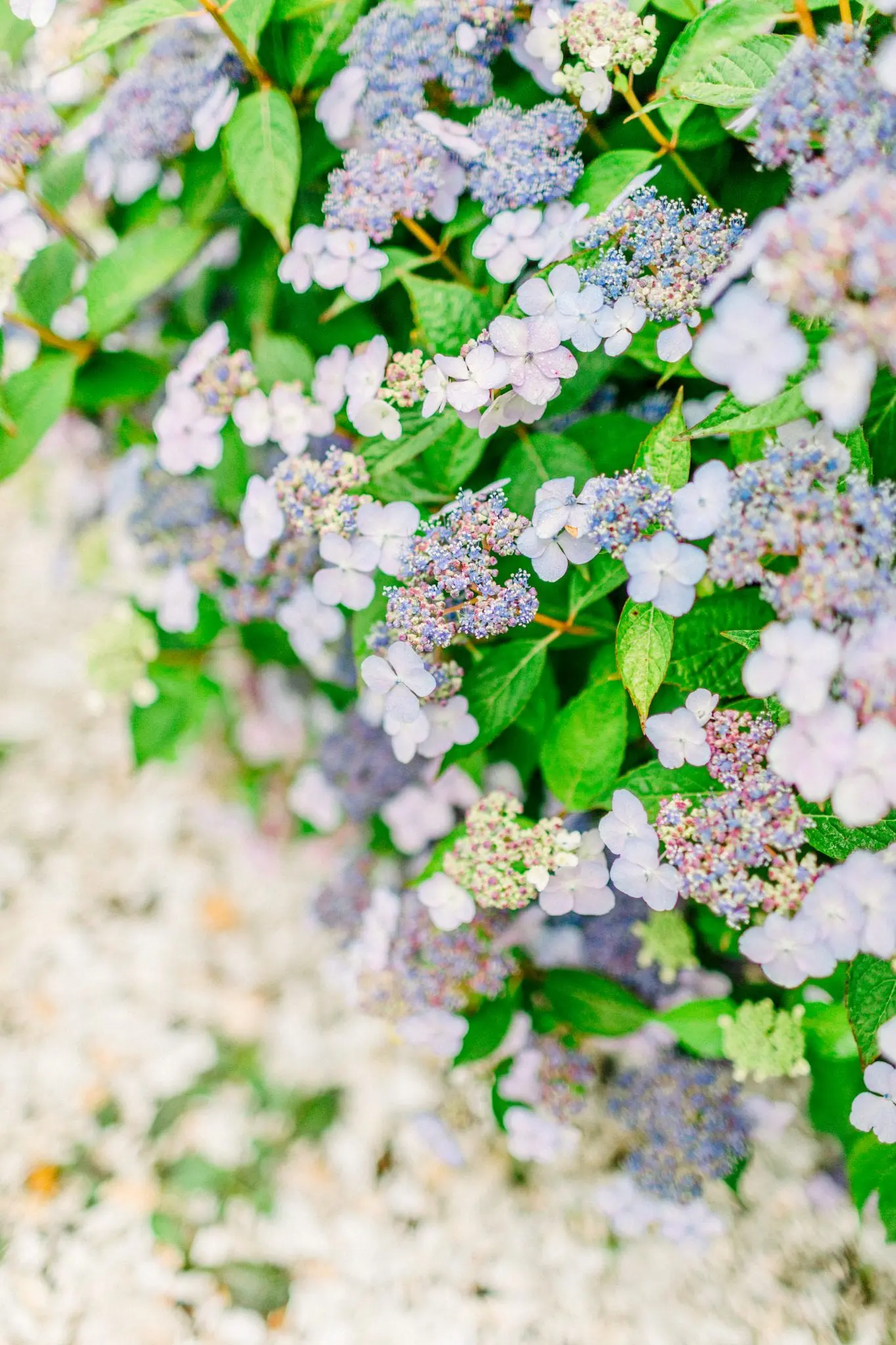 Kelly Dillon Wedding Photographer KellyDillonPhotography43 2 scaled