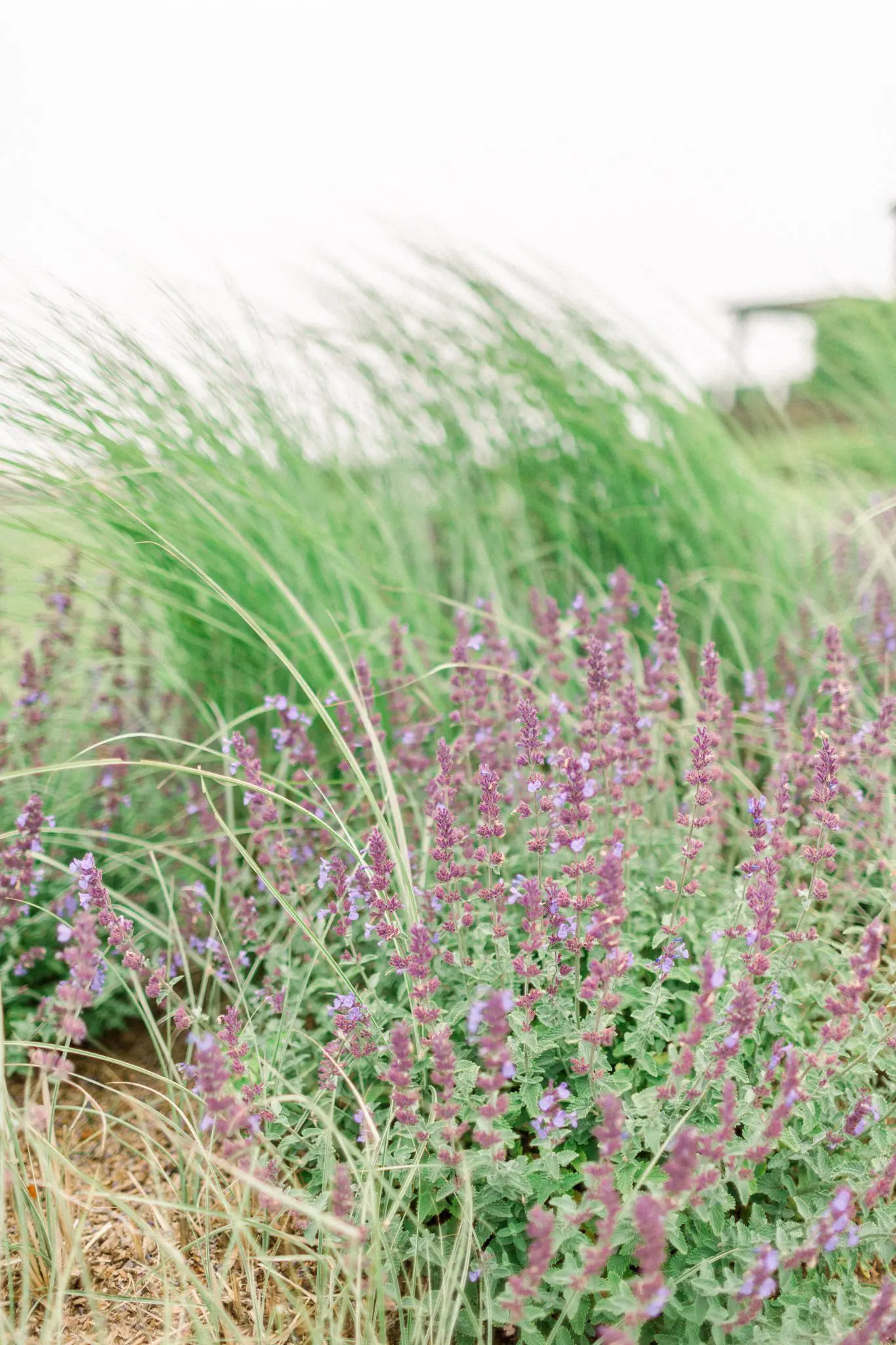 Haley & James Wychmere Cape Cod Wedding 55 Kelly Dillon Wedding Photographer KellyDillonPhotographyCapeCodWedding70 scaled