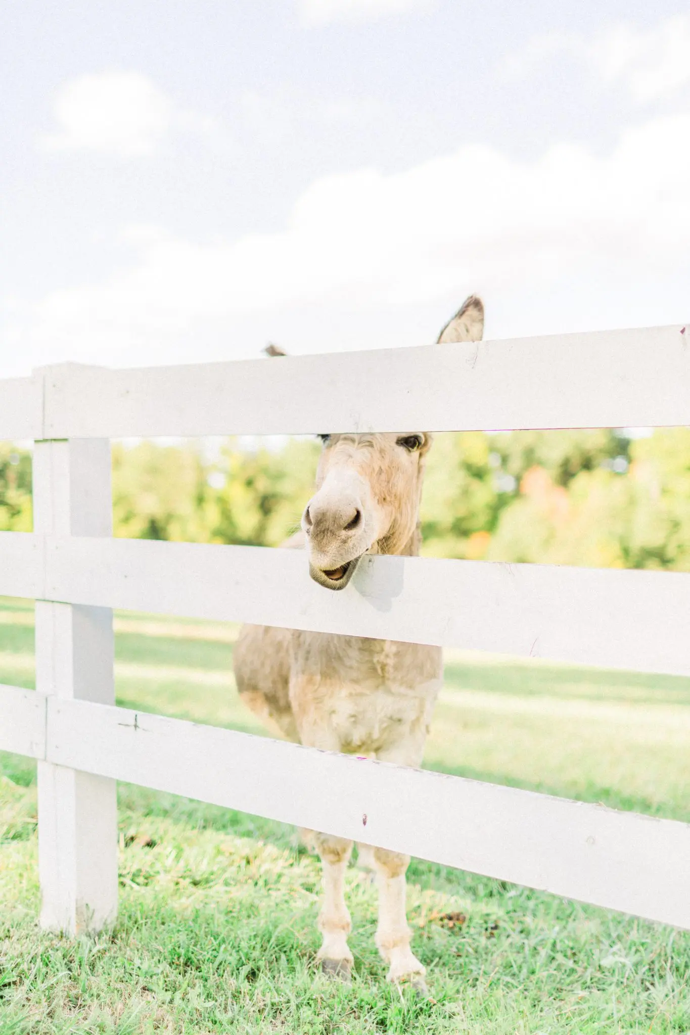 Kelly Dillon Wedding Photographer KellyDillonPhotographyPeirceHillatWitchFarmWeddingPhotography74 scaled