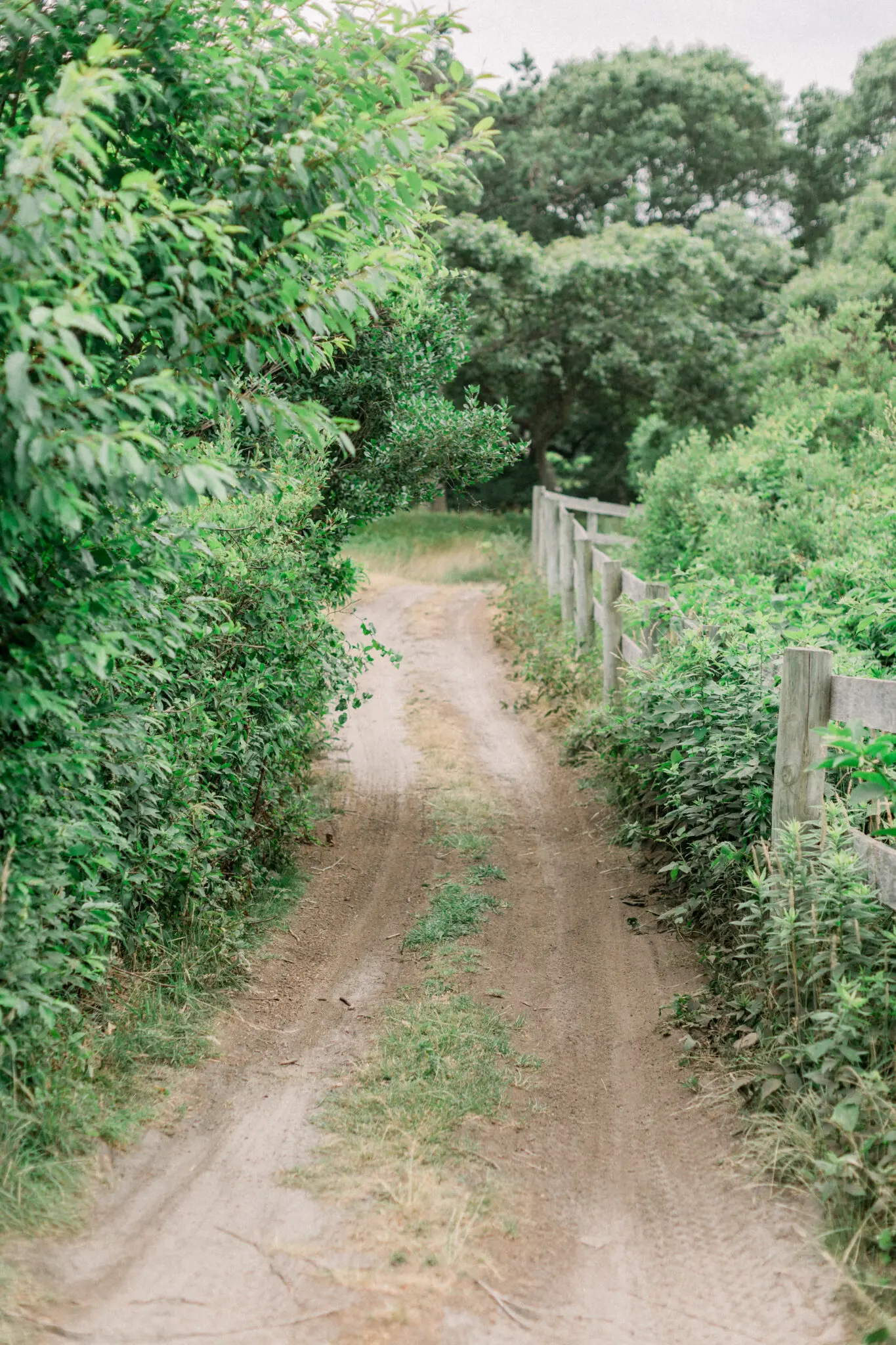 Audrey & Cristiano Beach Plum Inn Martha's Vineyard Wedding 22 Kelly Dillon Wedding Photographer KellyDillonPhotographyMarthasVineardBeachPlumInnWeddingPhotographyCapeCodWeddingPhotographerCapeCodWeddingPhotography23 scaled