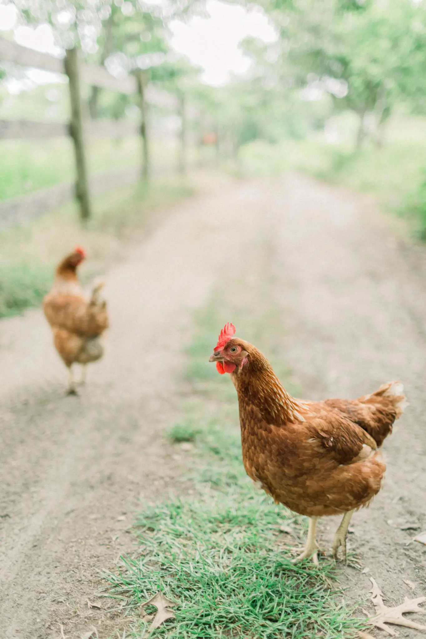 Audrey & Cristiano Beach Plum Inn Martha's Vineyard Wedding 35 Kelly Dillon Wedding Photographer KellyDillonPhotographyMarthasVineardBeachPlumInnWeddingPhotographyCapeCodWeddingPhotographerCapeCodWeddingPhotography36 scaled