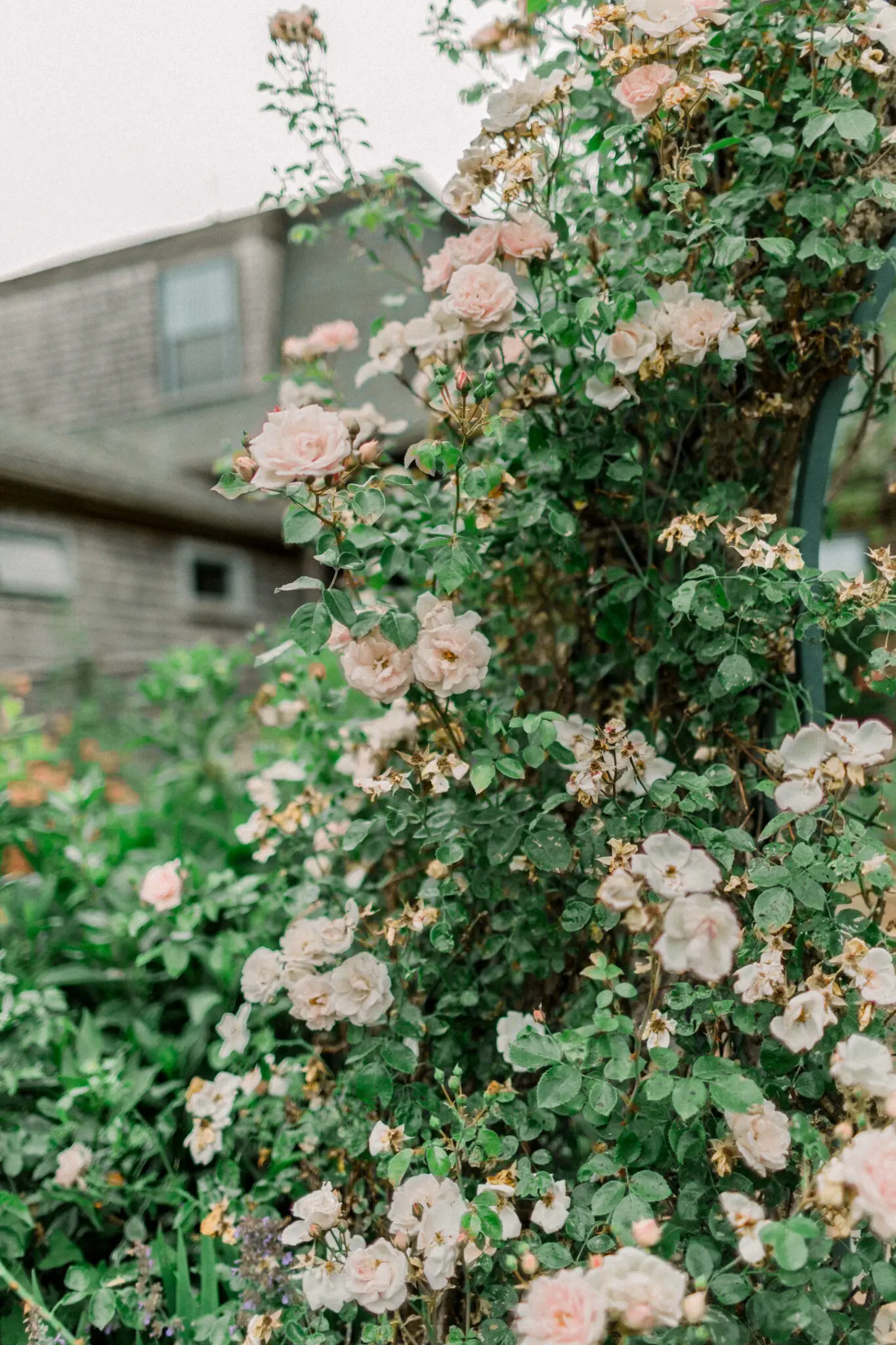 Audrey & Cristiano Beach Plum Inn Martha's Vineyard Wedding 5 Kelly Dillon Wedding Photographer KellyDillonPhotographyMarthasVineardBeachPlumInnWeddingPhotographyCapeCodWeddingPhotographerCapeCodWeddingPhotography6 scaled